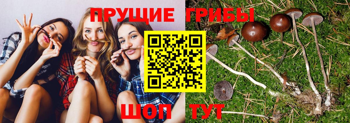 Псилоцибиновые грибы прущие грибы Дубна